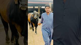 Mashallah Heavest Bull ❤️ shorts ytshorts shortfeed trendingshorts subscribe [upl. by Winnah]