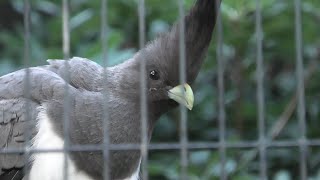 シロハラハイイロエボシドリ 上野動物園 2020年9月11日 [upl. by Norud]