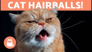 HAIRBALLS in CATS  Symptoms and Treatment Options [upl. by Abbe674]