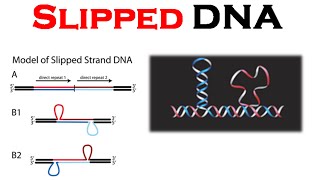 DNA REPLICATION 13  INITIATION [upl. by Yeniffit]