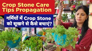 How To Grow And Care Sedum Succulent Plant  Crop Stone Care Tips amp Propagation  Sedum Summer Care [upl. by Sussna]