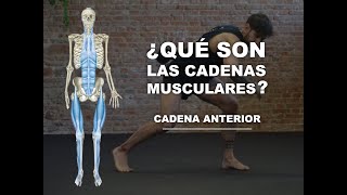 VÍAS ANATÓMICAS  Anatomía y principales características de la CADENA ANTERIOR [upl. by Acira]