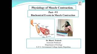 Muscle Contraction Part VI Biochemical Events in Muscle Contraction by Dr Bharti Prakash [upl. by Dardani]