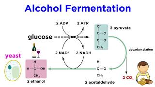 Anaerobic Respiration and Fermentation [upl. by Helbonia437]