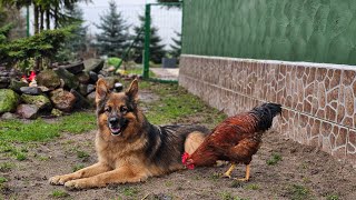 ARES  PIESEK KTÓREGO WSZYSCY KOCHAJĄ ❤️ [upl. by Goar]