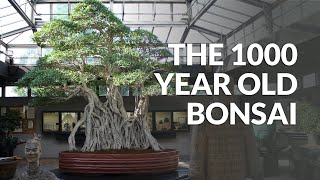 1000 year old Ficus Bonsai [upl. by Sansbury313]