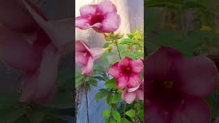 shorts Beautiful allamanda Flower plant [upl. by Mallen]