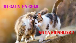 MI GATA EN CELO ¿NO PUEDO DORMIR ¿QUE HAGO NO LA SOPORTO [upl. by Anitaf]