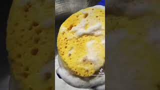 Fresh Pine Pinalen Sponge Squeezes spongesqueezing asmr pinalen [upl. by Mossman148]