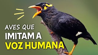 AVES que IMITAM A VOZ HUMANA Os quotpássaros falantesquot mais incríveis [upl. by Coffee]