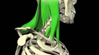 Contralateral rotation of the head and cervical spine from 3D Anatomy for Manual Therapies [upl. by Dilahk]