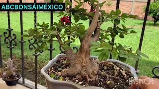 Lagerstroemia indica [upl. by Fagaly]