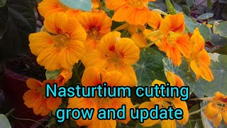 How to grow Nasturtium cutting and cutting update ll 🌺 🌹 [upl. by Enahsed]