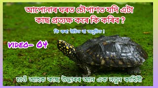 নল দুৰা উদ্ধাৰ কৰি ঘৰৰ ওচৰতে কিয় এৰিলোঁ চাওঁ আহক Rescue story of a Black Pond Turtle [upl. by Granoff34]