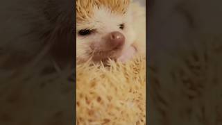 Sonics Cousins Fascinating Facts About Hedgehogs [upl. by Rebbecca]