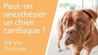 Peuton anesthésier un chien cardiaque [upl. by Vail]