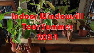 Carnivorous Plants  Indoor Windowsill Tour Summer 2024 [upl. by Eelanaj]