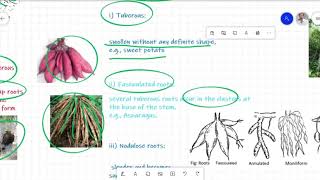 Root Morphology Urdu Lecture for BS Botany Zoology Chemistry [upl. by Leisam]