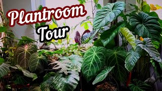 Plantroom tour  Alle meine seltenen Pflanzen in einem Video [upl. by Kissner]