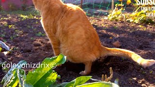 Golovonizdrix Perfect Pooping Cat  Special For Everyone  High Quality Content  Cool Cat Pooping [upl. by Tillo]