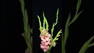 Time lapse of Gladiolus [upl. by Wanonah307]