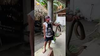 King Cobra’s Hunter in Oas Albay [upl. by Ulphia62]