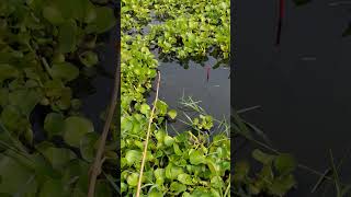 The best way to hook fishing in pond Part1032 shorts [upl. by Low]