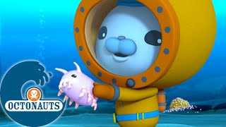 Octonauts  Les Cochons de Mer et les Crabes Yéti  Dessins animés pour enfants [upl. by Etakyram828]