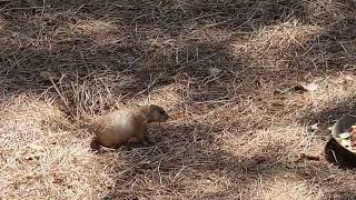 Blacktailed prairie dog enclosure [upl. by Aicertal]