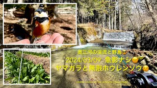 20240309 奥三河の渓流と野鳥😎 魚影ナシ😑 ヤマガラと無限ホウレンソウ😌 Stream Fishing in the Japanese countryside [upl. by Tiphany]