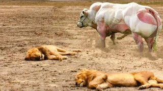 Buffalo kills lion wild animal attack [upl. by Briana411]