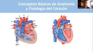 Desarrollo del Sistema Cardiovascular parte 1 [upl. by Enoid78]