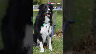 Meet Chaser The Worlds Smartest Dog facts amazing dog [upl. by Inacana]