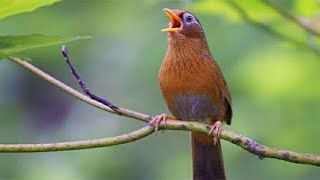 Garrulax canorus singing  Best Green Forest Singer Nature Sounds [upl. by Enimzzaj295]