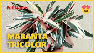 MARANTA TRICOLOR  STROMANTHE THALIA TRIOSTAR  Dicas de Cultivo e replante dessa folhagem linda 🪴 [upl. by Minica]