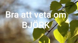 Björk  Bra Att Veta Om Björken Björkar amp Björklöv Betula  AlterHedens [upl. by Milah768]