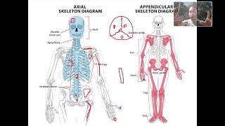 Bone Tissue Lecture [upl. by Hadik]