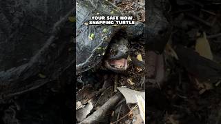 Helped a Snapping Turtle shorts [upl. by Arah]