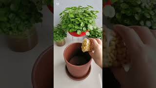 How to grow beans in the pot plastic amazing plants garden flower beautiful [upl. by Mahgem137]