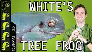 Whites Tree Frog The Best Pet Amphibian [upl. by Aikmat]