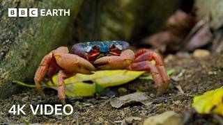 A Journey Across Our Planet  4K UHD  Planet Earth II  BBC Earth [upl. by Ainival]