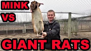 Mink and Dogs Clean Up GIANT Rat Infestation [upl. by Alletniuq857]