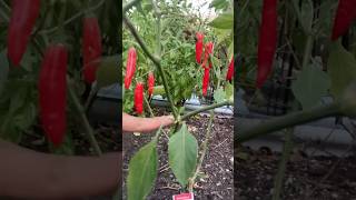 🌶️ÚLTIMOS CHILES SERRANOS 🌶️ chatolandia huertourbano garden chileserrano chiles huerto [upl. by Herrod]