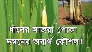 How to control Rice Yellow Stem Borer Special Tips ধানের মাজরা পোকা দমন [upl. by Baum]