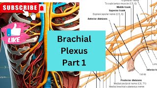 Brachial Plexus Concept Cleared1st Year MBBSUpper LimbAnatomy [upl. by Aicinoid]