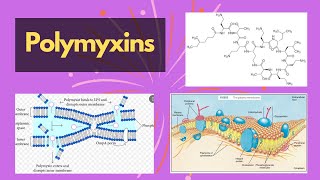 Polymyxins  polymyxins cell membrane inhibitors and their functions  polymyxin chemical structure [upl. by Asereht]