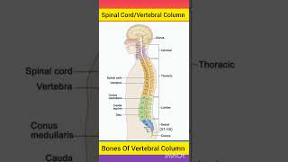 Spinal Cord Anatomy  Spine  Vertebralcolumn spinalcord brainanatomy anatomybrain shorts [upl. by Rich]