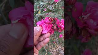 Oleander Poisoning Livestock Nerium OleanderKaner Plant Treatment [upl. by Eybbob]