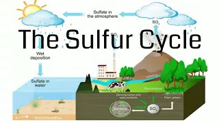 Sulfur Cycle [upl. by Gensmer]