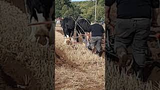 Traditional Horse Ploughing at the 73rd British National Ploughing Championships 13th October 2024 [upl. by Aynna606]